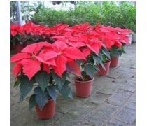萬年紅花卉企業黃頁 跨界發展，探索蔬菜產業新機遇